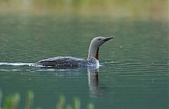 Red-throated Loon